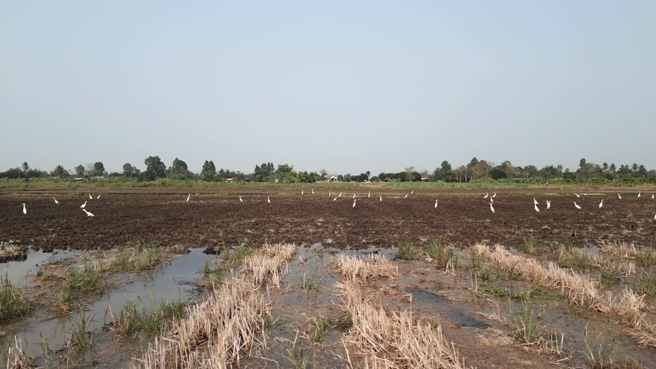 Egrets Foraging in a Muddy Rice Field