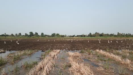 egrets foraging in a muddy rice field
