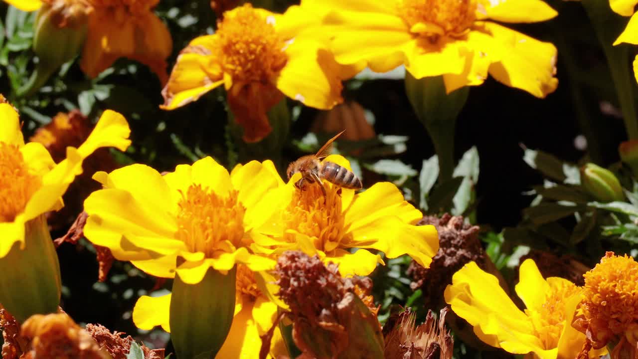 A bee pollinates vibrant yellow marigold flowers