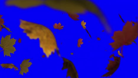 leaves falling on the camera