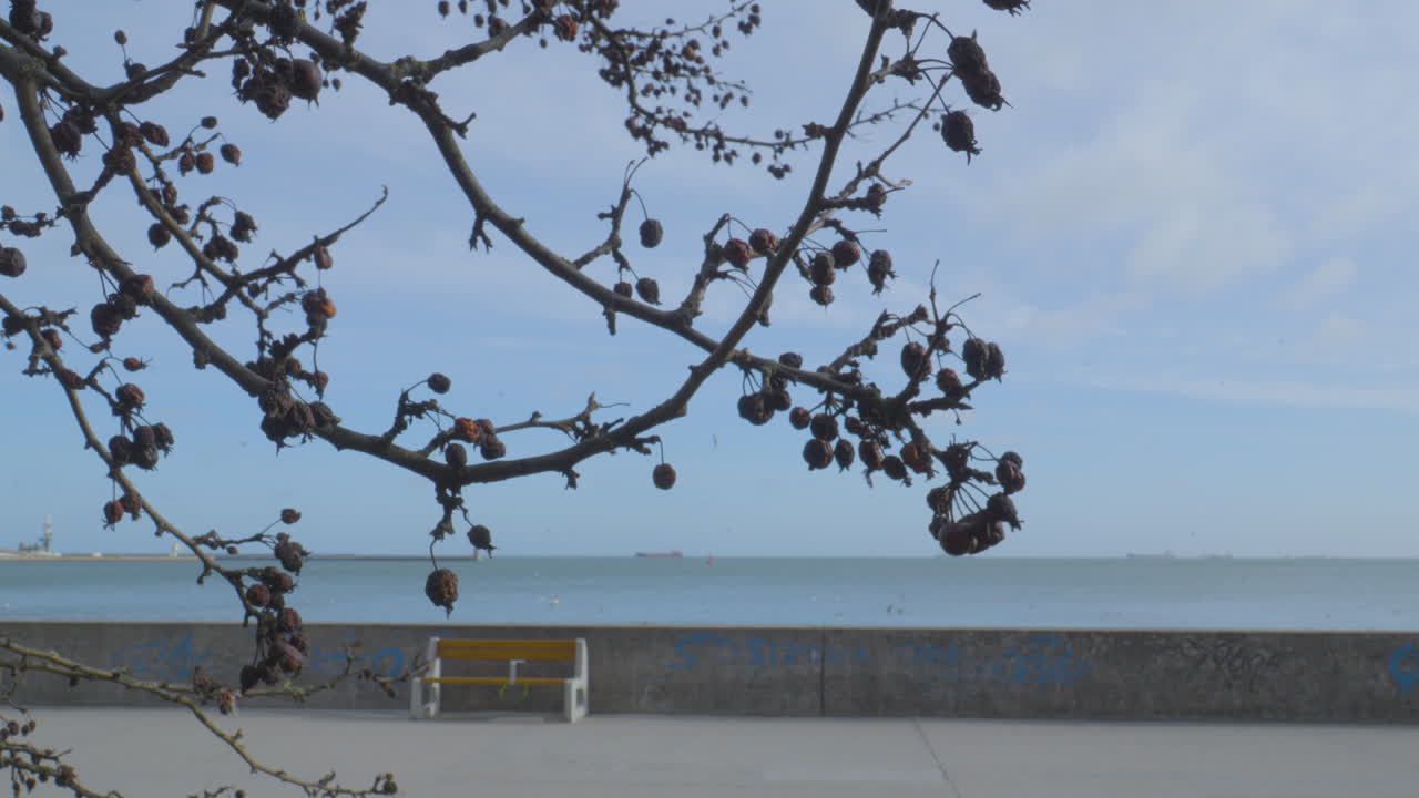 백그라운드에서 잔잔한 푸른 바다와 나무 가지에 과일