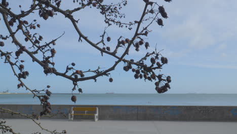 fruits on the tree branch with calm blue sea in the background