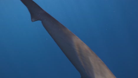 underwater lemon shark swims past in rippling sunlight