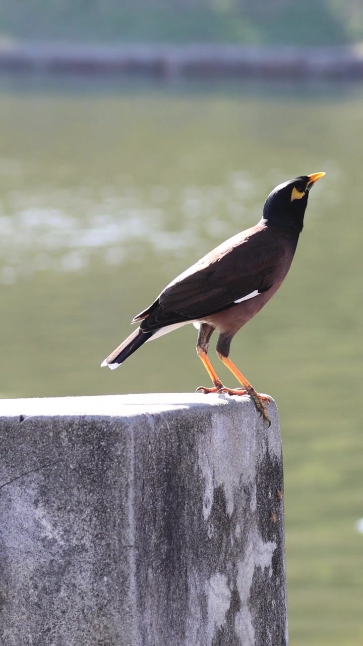 Un uccello si lancia in aria da un palo di cemento