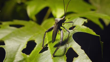 un gran insecto chupador de savia sentado en una hoja del orden de los hemípteros perteneciente a la familia coreidae