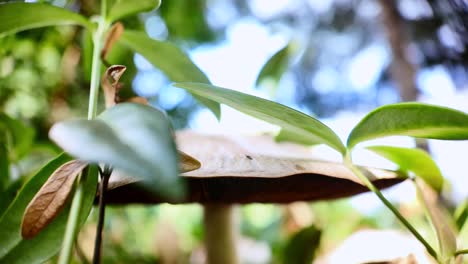 close-up view of a mushroom among green leaves