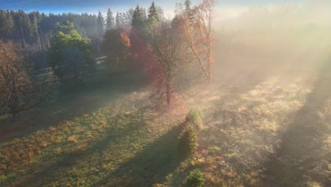 cinematic-flight-in-the-morning-in-a-forest