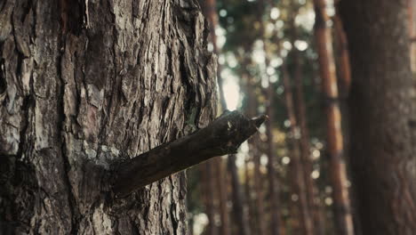 forest in the daylight