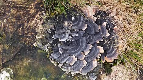 Turkeytail-Pilze,-Ein-Mitglied-Der-Familie-Der-Klammerpilze,-Die-Auf-Einem-Eschenbaumstumpf-Auf-Einer-Grünfläche-In-Einem-Wohngebiet-In-Oakham,-Der-Hauptstadt-Von-Rutland,-Rutland,-England,-Wachsen