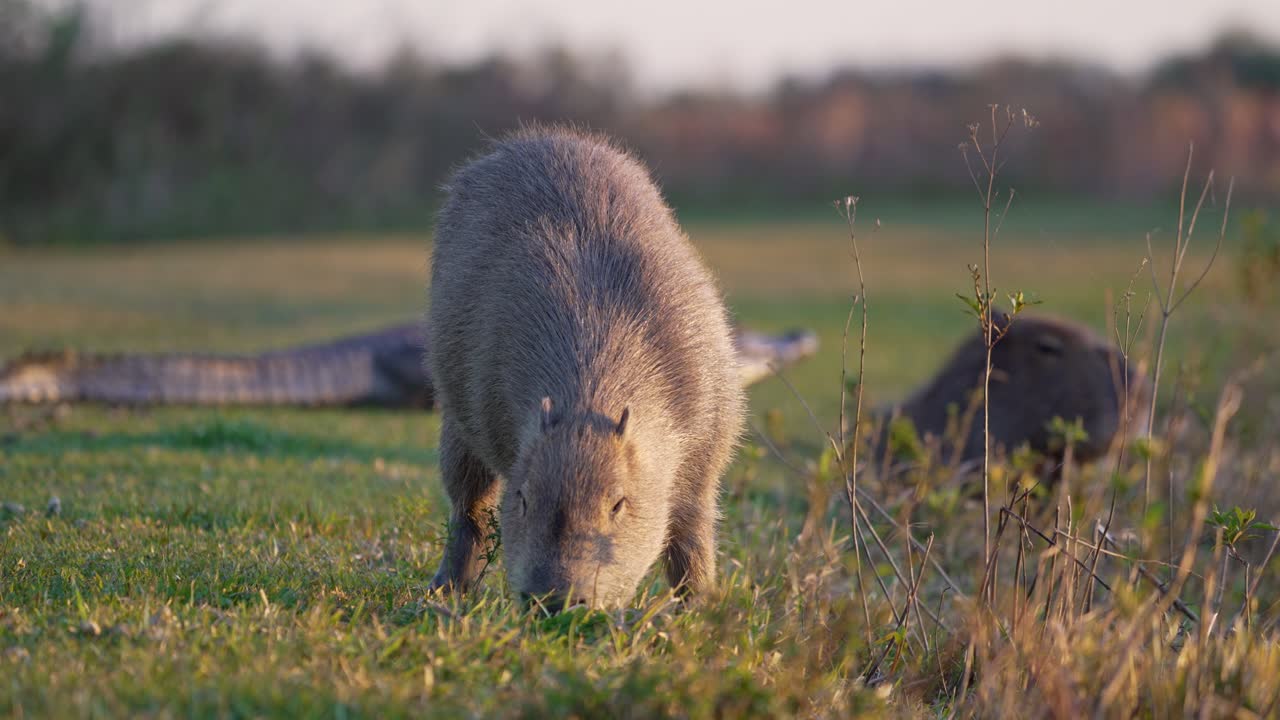 Capybara and caiman rest near shallow water, facing opposite directions calmly as they eat and bask in golden hour sun