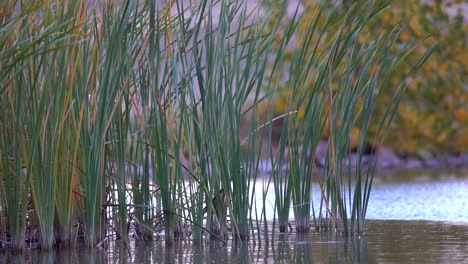 green marshes in slow motion