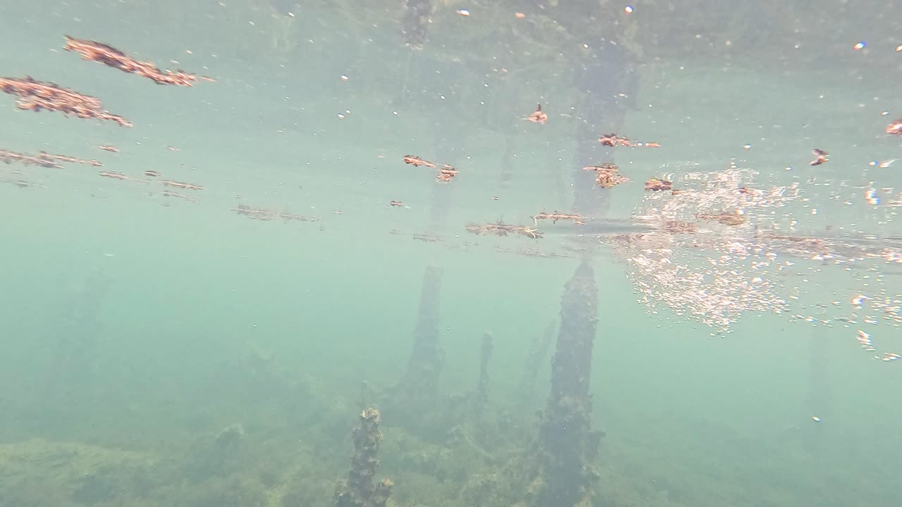 뿌리와 잔해가 잠긴 은 물