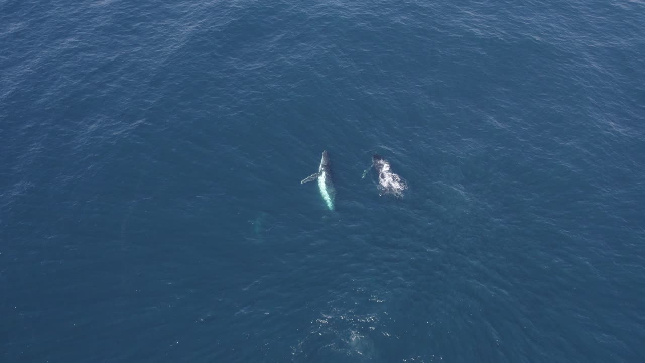 혹등고래 이동 - 고래 침입 후 깊고 푸른 바다로 다이빙