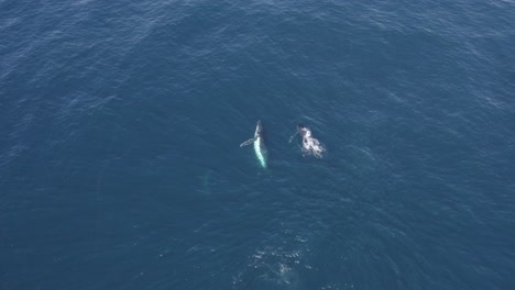 Migración-De-Ballenas-Jorobadas:-Salto-De-Ballenas-Y-Luego-Sumergirse-En-El-Mar-Azul-Profundo