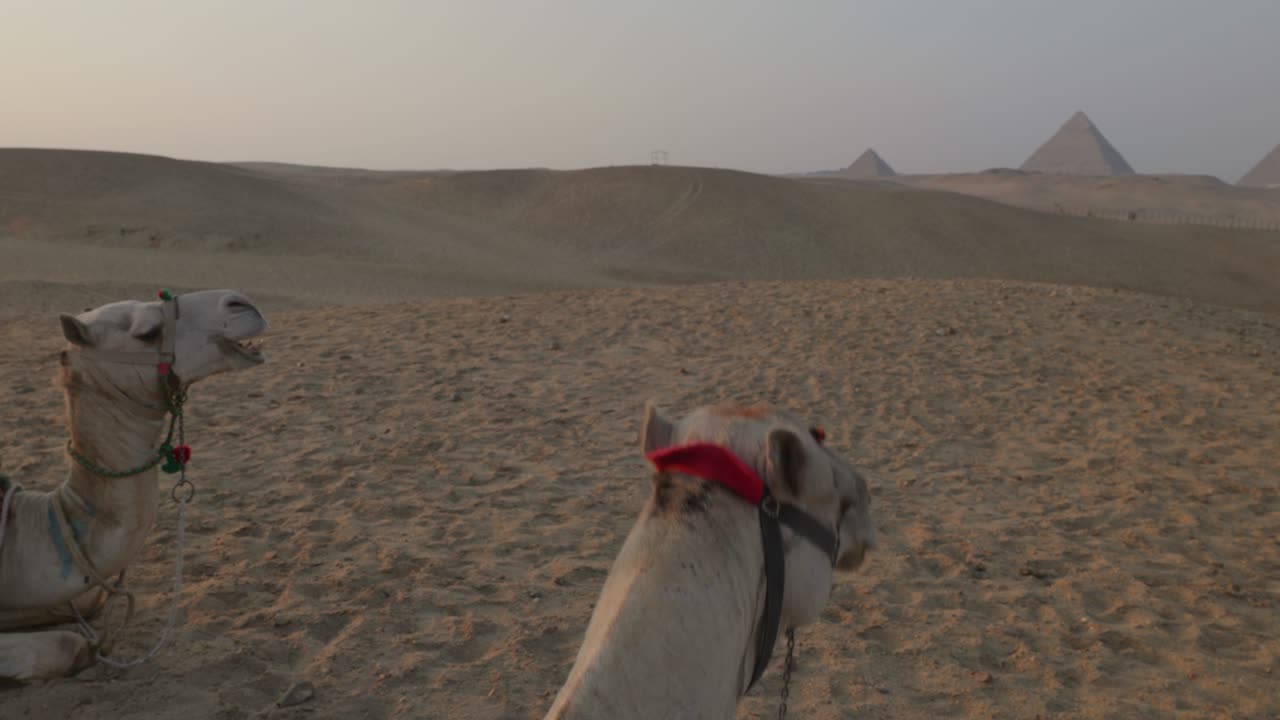 el atardecer en el desierto, los camellos acostados en la arena. egipto