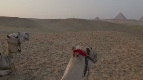 sunset in the desert, camels lying in the sand. egypt