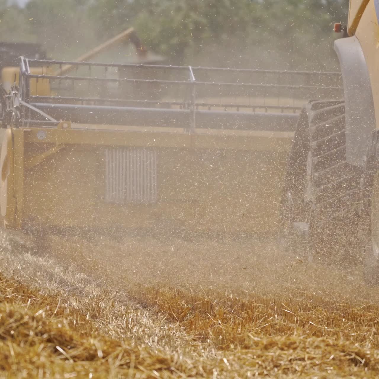 Agricultural machine on the golden field. Process of harvesting with thick dust from cutting wheat spikes during seasonal works.