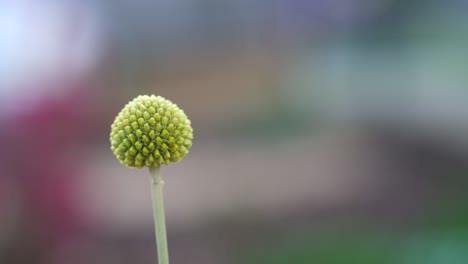 close up of billy button floret flower with shallow depth of field