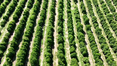 Landwirtschaftslandschaft-In-Ländlicher-Landschaft