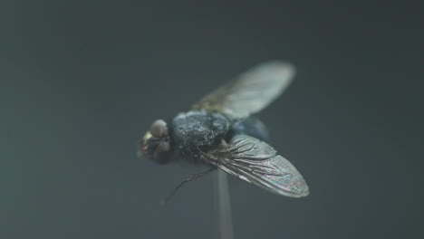 housefly captured in close up macro shot in detail inside the moving fog and white smoke wave with wings captured in 120fps slow motion move