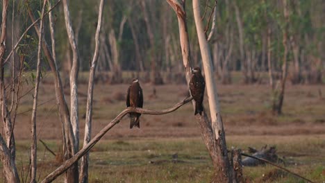 Cometa-De-Orejas-Negras-Milvus-Lineatus-Dos-Individuos-Vistos-Posados-En-Una-Rama-Extendida-Desde-El-Suelo-En-El-Bosque-De-Eucaliptos-En-Pak-Pli-Durante-La-Mañana,-Nakhon-Nayok,-Tailandia