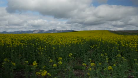 De-Lado-A-La-Izquierda-De-Un-Campo-De-Canola-Con-Montañas-En-La-Parte-Inferior-Del-Clip-Y-Un-Cielo-Nublado-Azul