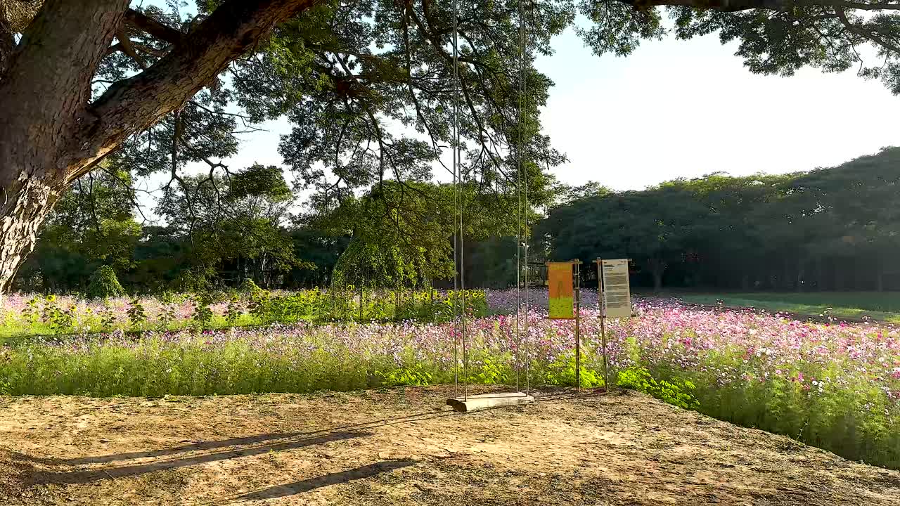 과 나무 를 가로질러 트램 여행