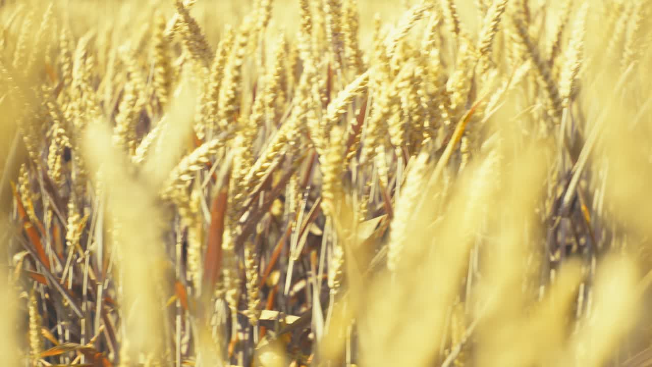 Bathed in golden light, this vast wheat field promises abundance. A serene snapshot of nature's bounty and the essence of wholesome growth.