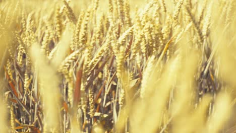bathed in golden light, this vast wheat field promises abundance. a serene snapshot of nature's bounty and the essence of wholesome growth.