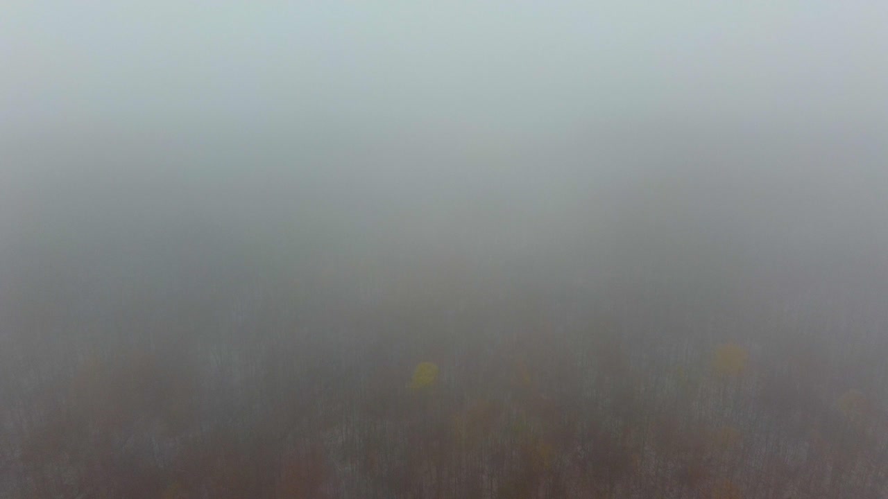 밀집된 안개를 통해 드론이 철수하여 풍경적인 워싱턴 산 숲 풍경을 드러니다.