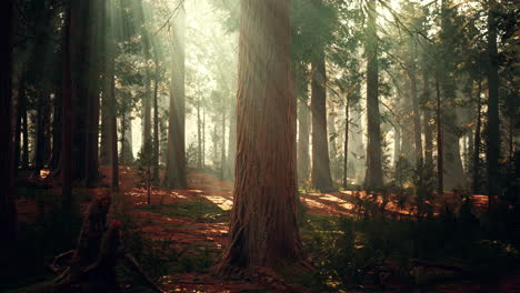 Secuoyas-Gigantes-En-El-Bosque-Gigante-Del-Parque-Nacional-De-Secuoyas