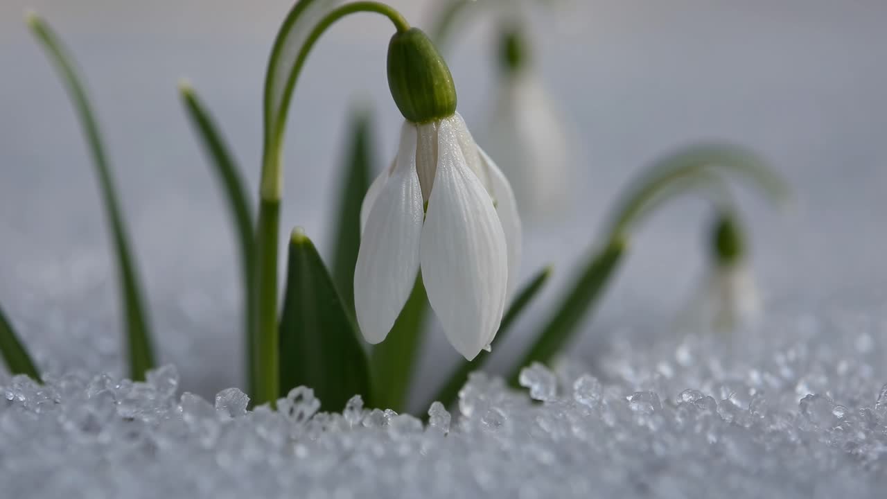 Close-up video of snowdrops emerging through snow, captured at a low angle