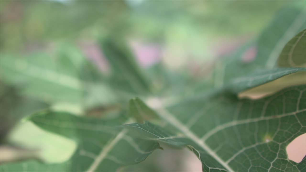 zoom fuera de las hojas de hiedra. luz del día. tiempo real