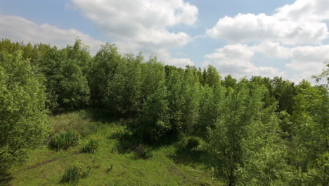 fpv drone flight between trees and plants with dynamic sky and drifting clouds overhead