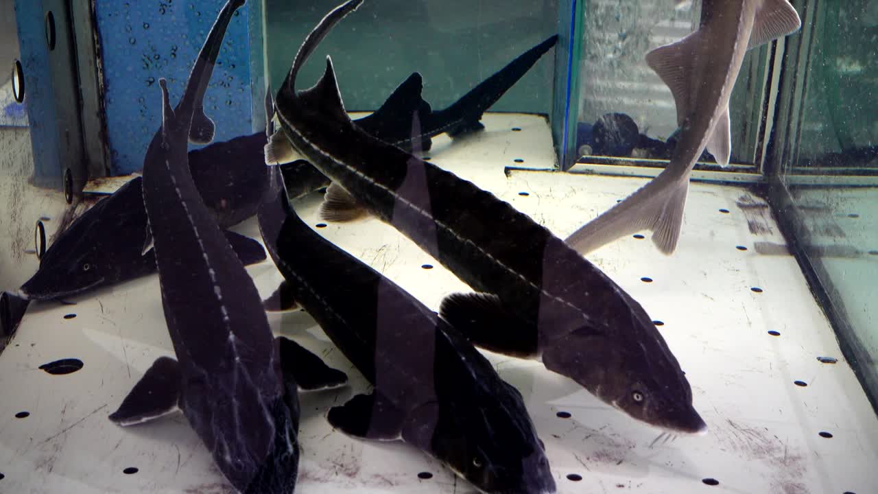 esturión en un supermercado.