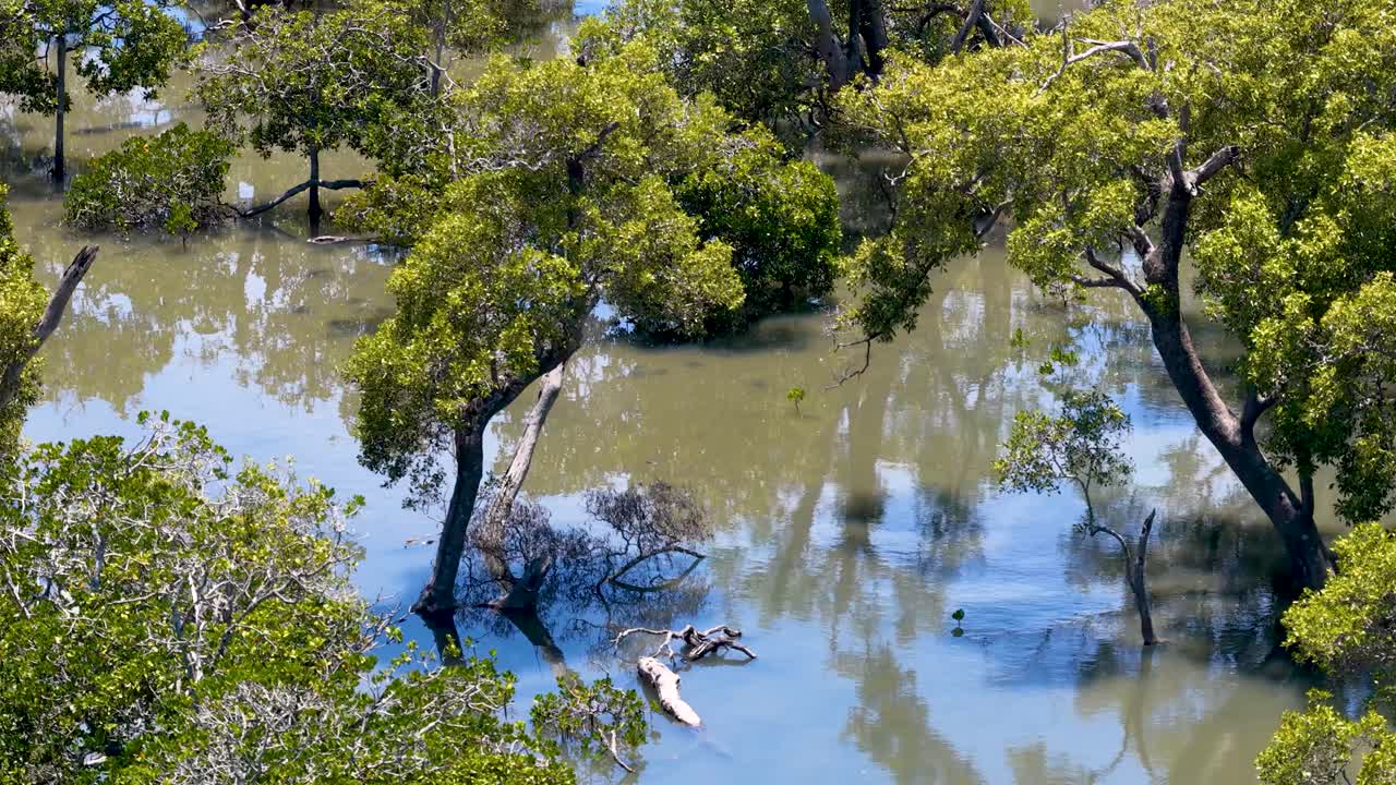 Foto aérea de cima de árvores de mangue verde crescendo em águas calmas de um pântano tropical