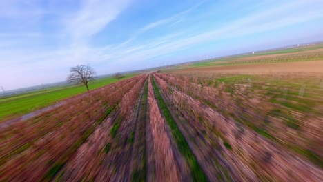 Rápido-Paso-Elevado-Sobre-Campos-De-Albaricoqueros-Con-Flores-En-Flor