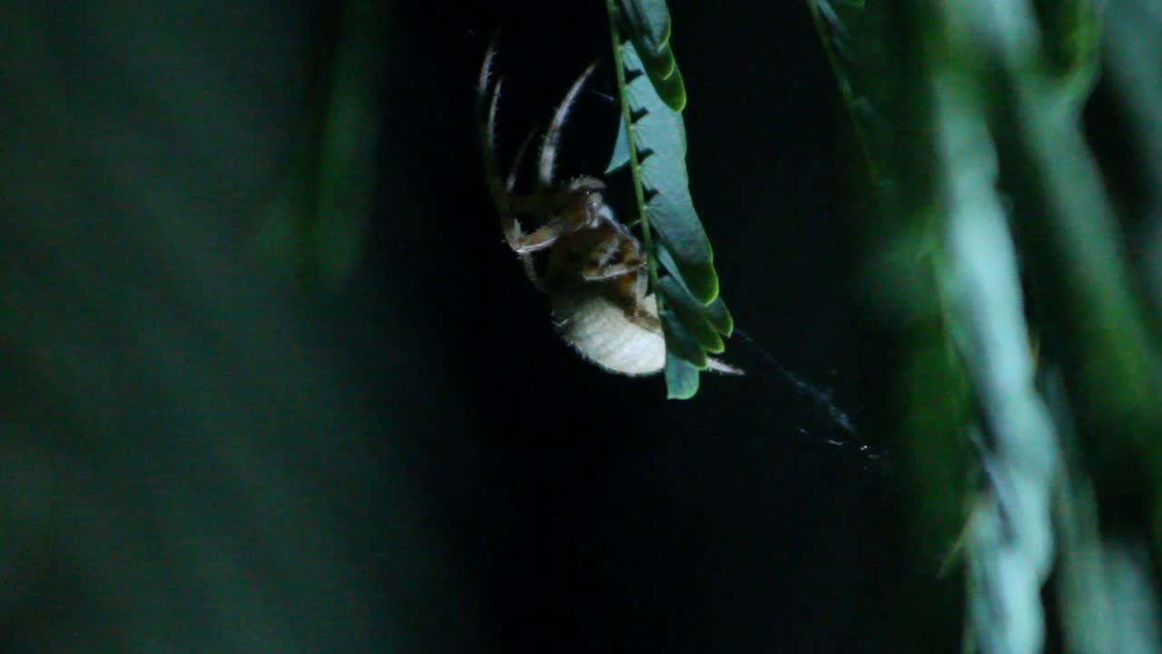 Radnetzspinne sitzt auf Blatt, Makro-Nachtaufnahme
