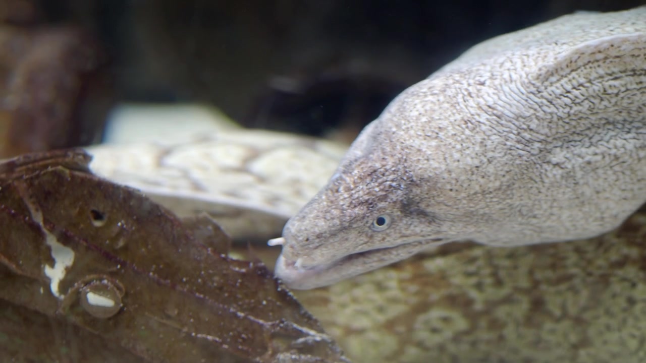 Close-up of a Moray Eel Swimming in an Aquarium