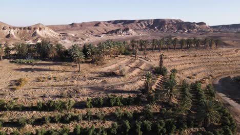 aerial overview of neot smadar kibbutz in israel, palm trees with desert hills in background