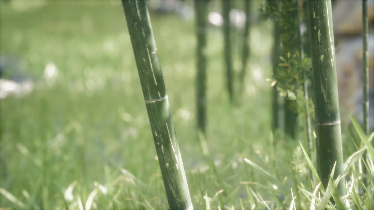 fondo de bosque de árboles de bambú verdes