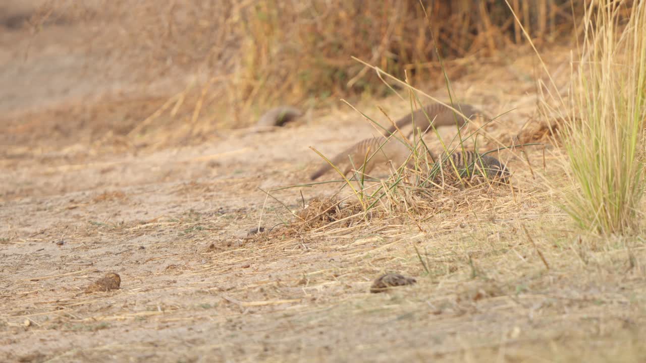 Three banded mongooses (Mungos mungo) move across dry sandy ground in Kruger National Park, entering and exiting frame, with one returning left. Slow motion wildlife footage, dry season