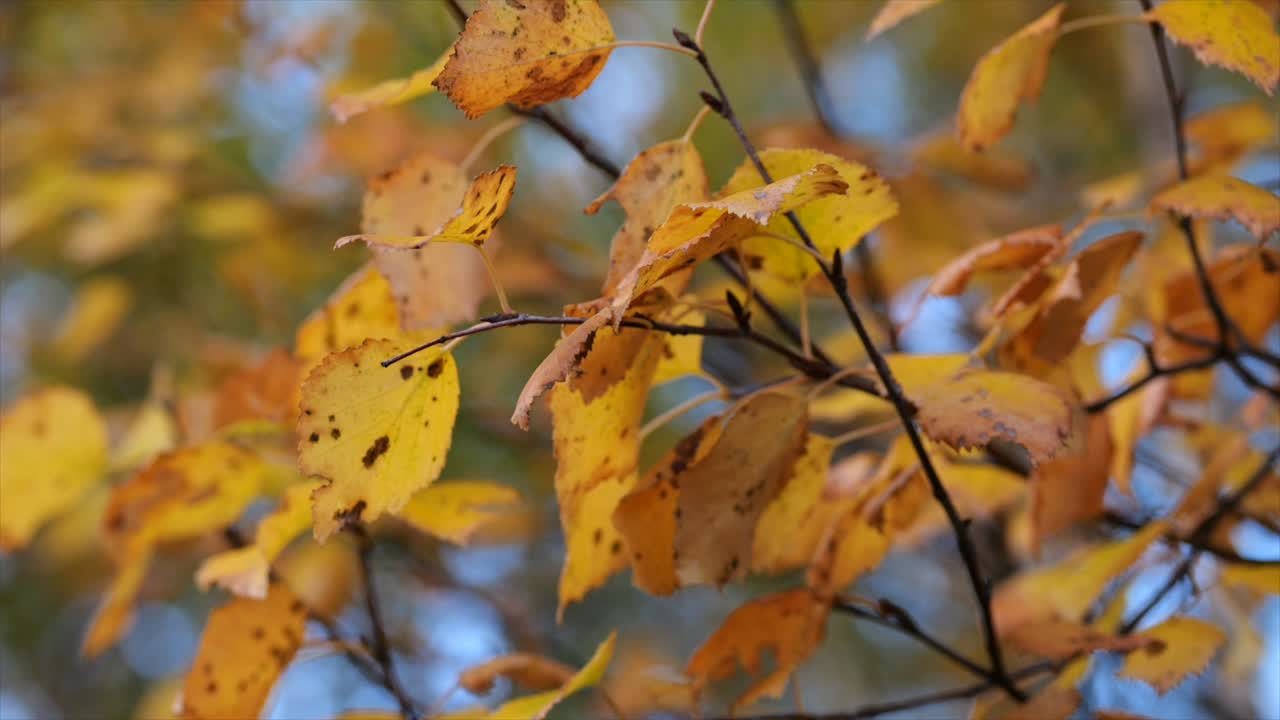ramas de árboles en otoño con hojas amarillas