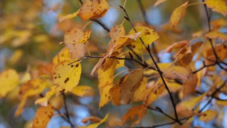 tree branches in autumn with yellow leaves