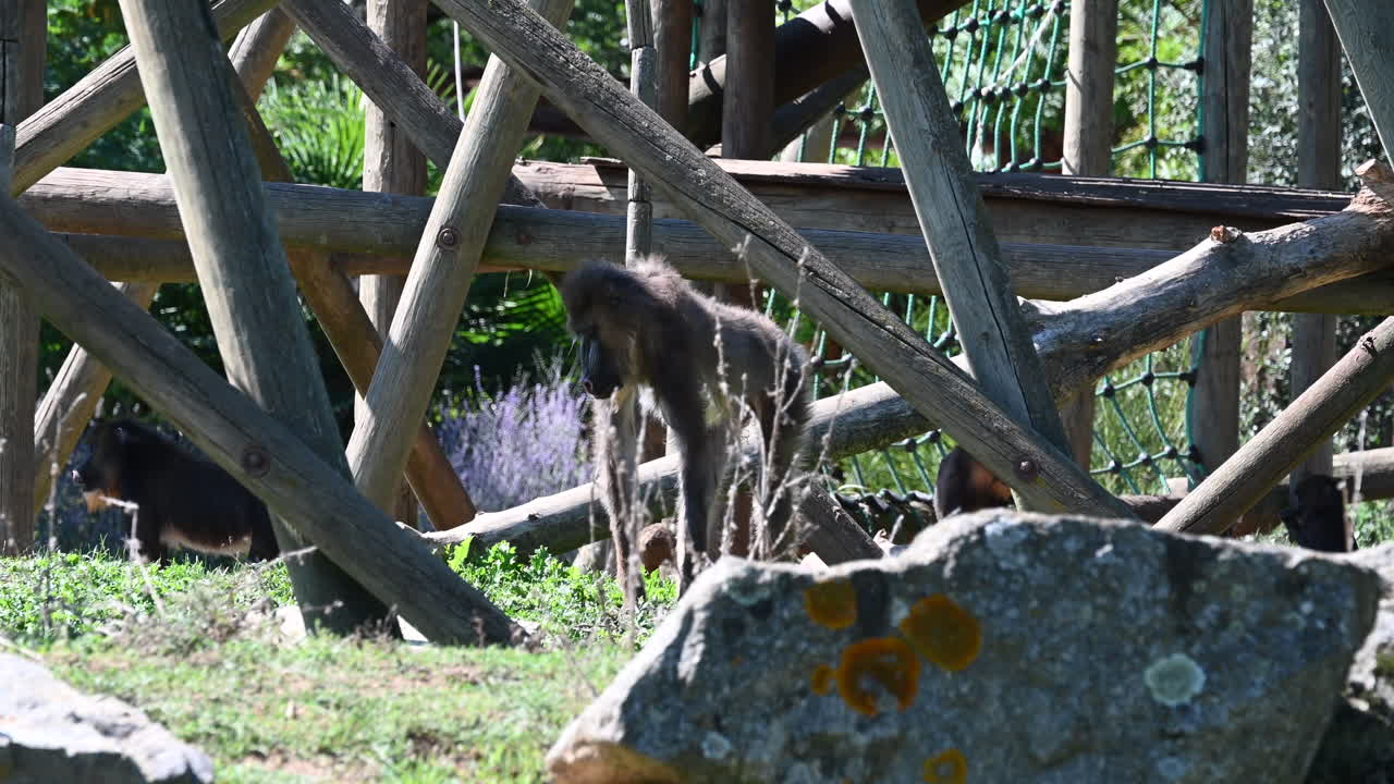 un orangután está en un recinto de monos y prueba una brizna de hierba