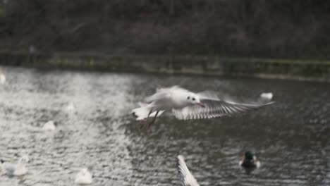 gaviota volando sobre el agua y tratando de atrapar algo de comida