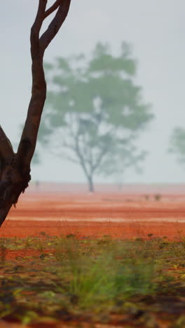un árbol solitario se encuentra en un campo de tierra roja