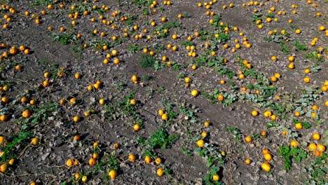 calabazas gordas listas para la cosecha - aérea