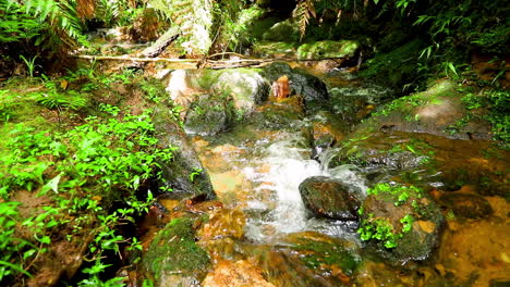 Calm-waterfall-in-a-forest