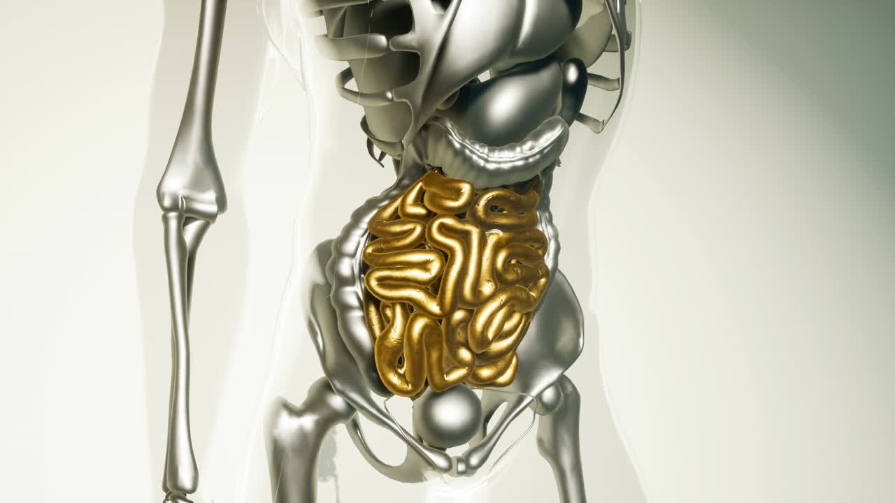 modelo de intestino humano con todos los órganos y huesos
